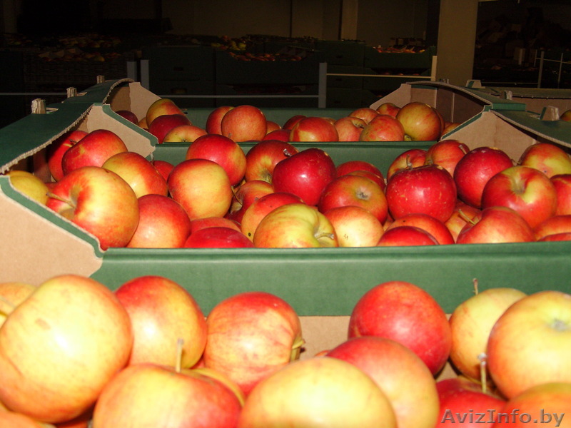Польские яблоки - Изображение #1, Объявление #64455