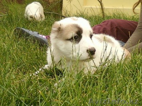 Щенков породы алабая - Изображение #1, Объявление #5404