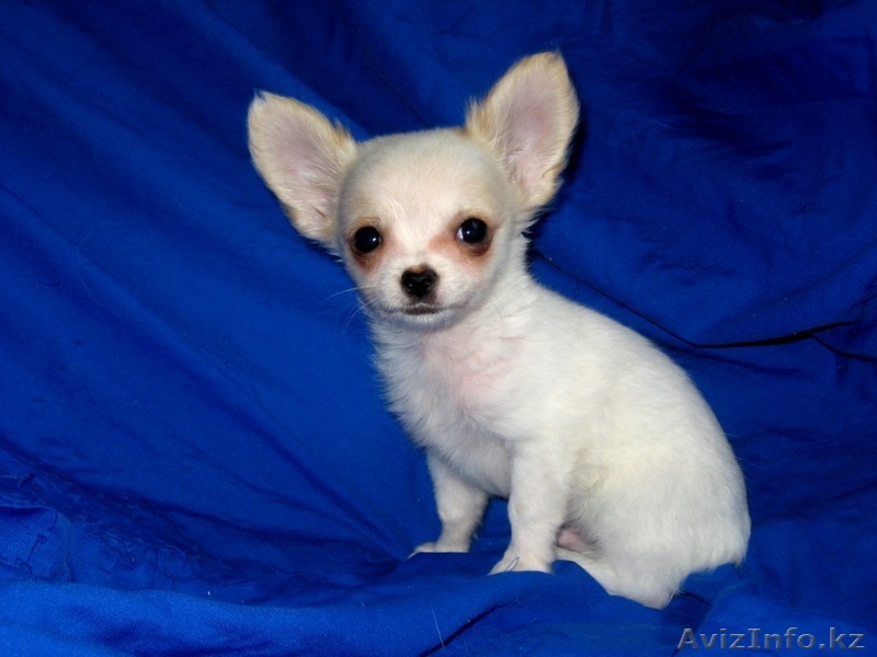 собака ЧИХУАХУА - Изображение #1, Объявление #51844