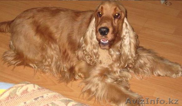 Английский Кокер Спаниель(щенок) - Изображение #1, Объявление #143168