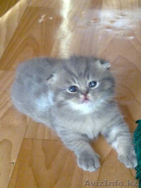 Шотландский вислоухий котенок - Изображение #1, Объявление #240066