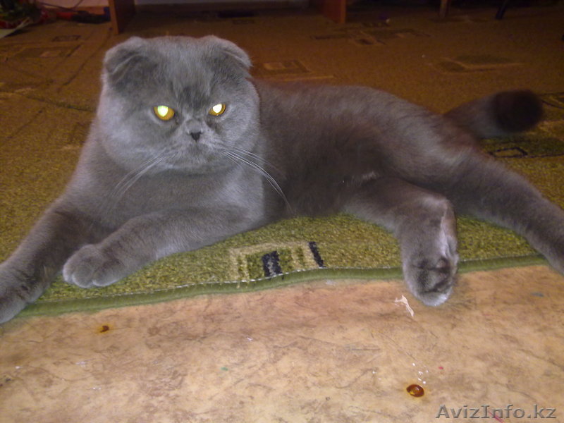 Шотландский вислоухий кот - Изображение #1, Объявление #240061