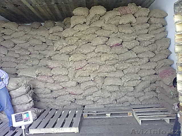 Реализация овощей. - Изображение #1, Объявление #232037