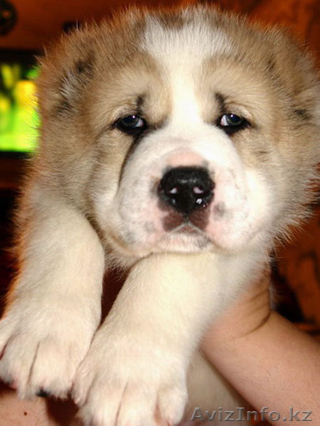 Куплю щенка породы Алабай - Изображение #1, Объявление #593891