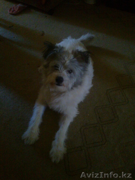 Отдам даром собачку - Изображение #1, Объявление #707701