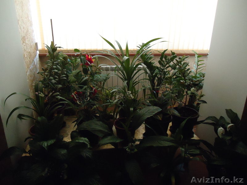 комнатные,офисные цветы по 100$ - Изображение #1, Объявление #787182