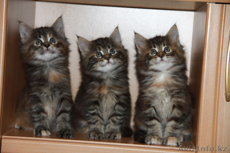 Продаем котят породы Мейн-Кун - Изображение #1, Объявление #835240