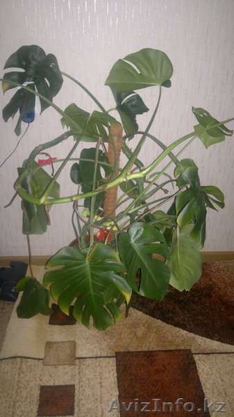 продам комнатное растение-монстера - Изображение #1, Объявление #941023