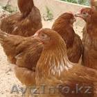 Продаю кур несушек!порода Родонит! - Изображение #1, Объявление #1042798