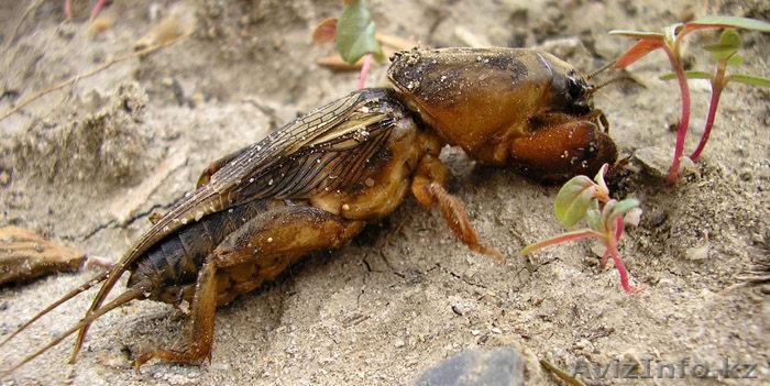 НАРОДНОЕ ЛЕЧЕНИЕ ОТ ТУБЕРКУЛЕЗА - Изображение #1, Объявление #1050648