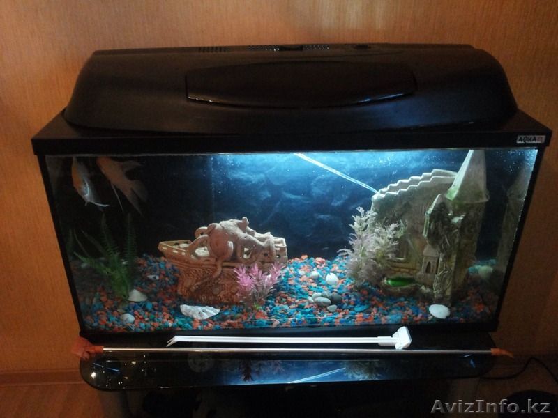 Большой аквариум - Изображение #1, Объявление #1122418