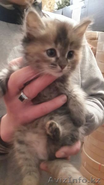 отдам в добрые руки котенка - Изображение #1, Объявление #1253017