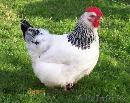 куплю куриные яйца  - Изображение #1, Объявление #1368514