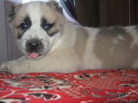 Щенки северо-кавказского волкодава от тестовых Чемпионов  Кавказа иДагестана. - Изображение #2, Объявление #74082