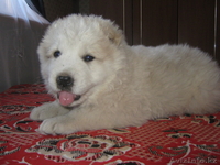 Щенки северо-кавказского волкодава от тестовых Чемпионов  Кавказа иДагестана. - Изображение #4, Объявление #74082