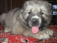 Щенки северо-кавказского волкодава от тестовых Чемпионов  Кавказа иДагестана. - Изображение #5, Объявление #74082