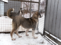 щенок кавказского волкодава - Изображение #1, Объявление #121677