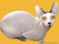 канадские сфинксы и донские сфинксы - Изображение #5, Объявление #181801