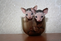 канадские сфинксы и донские сфинксы - Изображение #4, Объявление #181801