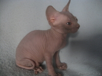 канадские сфинксы и донские сфинксы - Изображение #3, Объявление #181801