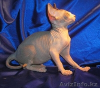 Котёнок канадского сфинкса, мальчик, минковый биколор. - Изображение #2, Объявление #455321