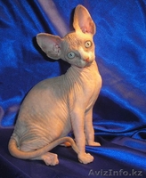 Котёнок канадского сфинкса, колорпоинтовая черепаха с белым. - Изображение #1, Объявление #455341