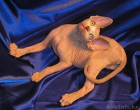 Котёнок канадского сфинкса, поинтовая черепаха с белым. - Изображение #3, Объявление #455311