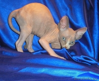 Котёнок канадского сфинкса, колорпоинтовая черепаха с белым. - Изображение #3, Объявление #455341