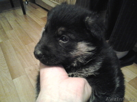 щенок немецкой овчарки, сука, возраст 1 месяц, с паспортом, прививками - Изображение #1, Объявление #594587