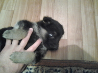 щенок немецкой овчарки, сука, возраст 1 месяц, с паспортом, прививками - Изображение #2, Объявление #594587