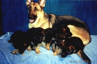 щенок немецкой овчарки, сука, возраст 1 месяц, с паспортом, прививками - Изображение #3, Объявление #594587