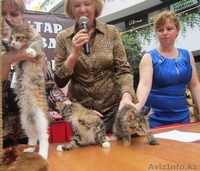 Питомник мейн кунов "KUNKITTI ASTANA" предлагает к продаже котят   - Изображение #4, Объявление #847424