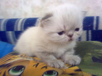 Экзоты и персы Питомника SUN BEAM - Изображение #1, Объявление #880631