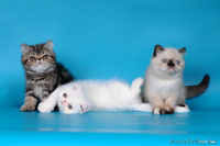 Экзоты и персы Питомника SUN BEAM - Изображение #5, Объявление #880631