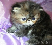 Экзоты и персы Питомника SUN BEAM - Изображение #8, Объявление #880631