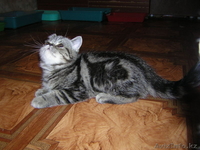 Экзоты и персы Питомника SUN BEAM - Изображение #9, Объявление #880631