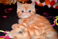 Экзоты и персы Питомника SUN BEAM - Изображение #7, Объявление #880631