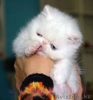 Экзоты и персы Питомника SUN BEAM - Изображение #6, Объявление #880631
