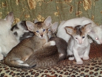 Ориентальные котята - Изображение #5, Объявление #960869