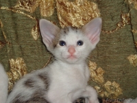 Ориентальные котята - Изображение #1, Объявление #960869