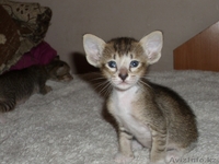 Ориентальные котята - Изображение #3, Объявление #960869