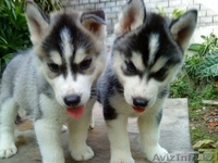 Щенки сибирской хаски. - Изображение #2, Объявление #1081169