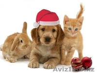 ЗООМИР сеть товаров для животных - Изображение #3, Объявление #1187216