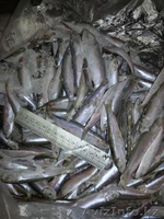 Cертифицированная, высококачественная рыба мороженая - Изображение #2, Объявление #1250964