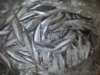 Cертифицированная, высококачественная рыба мороженая - Изображение #1, Объявление #1250964