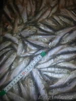 Cертифицированная, высококачественная рыба мороженая - Изображение #3, Объявление #1250964