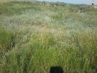 землю продам  либо поменяю - Изображение #2, Объявление #1268914