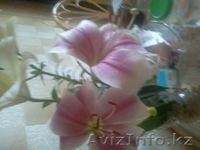 Саженцы и весенние  многолетние  цветы. - Изображение #2, Объявление #1539073