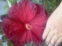 Саженцы и весенние  многолетние  цветы. - Изображение #3, Объявление #1539073