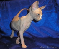 Котёнок канадского сфинкса, голубоглазая. Недорого. - Изображение #3, Объявление #455338